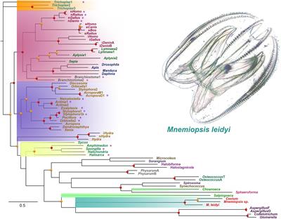 Nitric oxide signaling in ctenophores